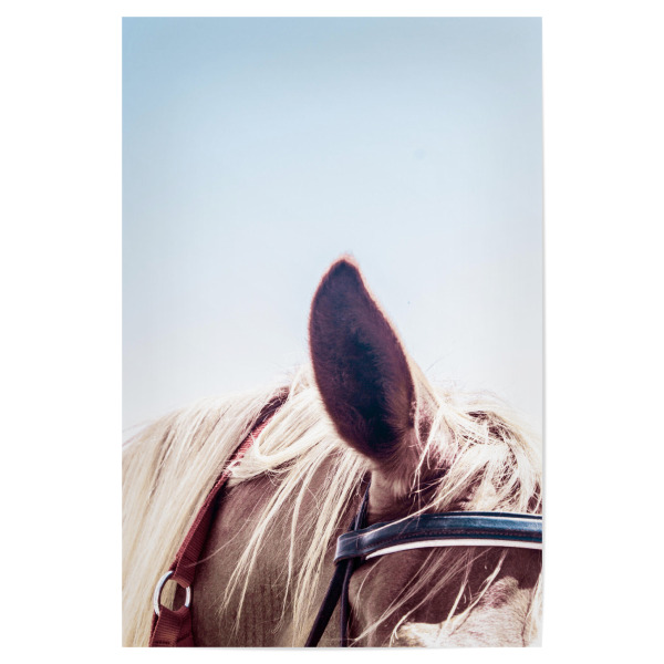 Poster "Horses Ear" artboxONE - Tiere