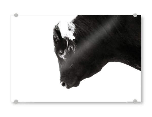 Acrylglasbild "Bulls eye" artboxONE - Natur,Reise,Tiere,Schwarzweiß - Bull,Black-and-white,Head,Animal,Farm,Photographer,Portrait,Facebook