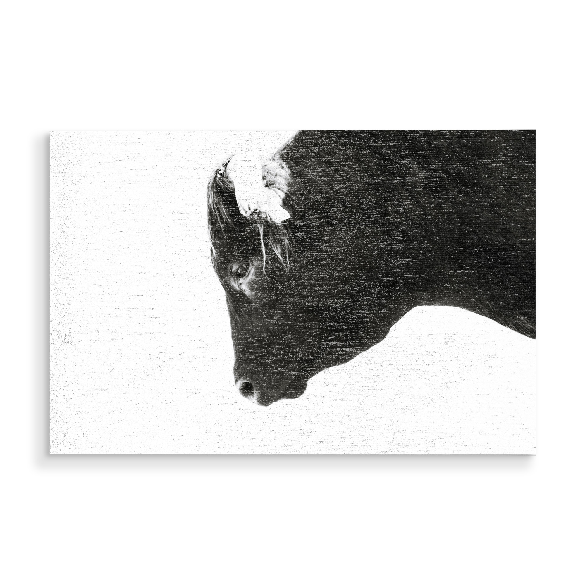 Holzbild "Bulls eye" artboxONE - Natur,Reise,Tiere,Schwarzweiß - Bull,Black-and-white,Head,Animal,Farm,Photographer,Portrait,Facebook