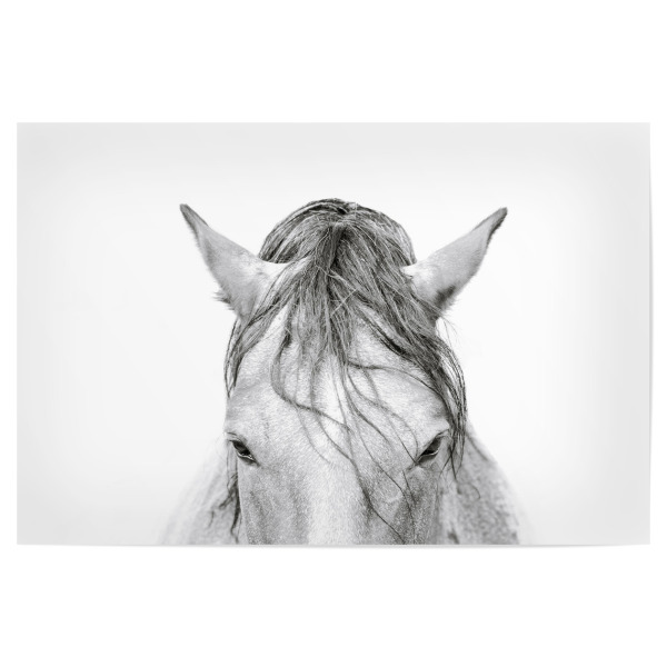 Poster "The Head of a Horse" artboxONE - Natur,Tiere