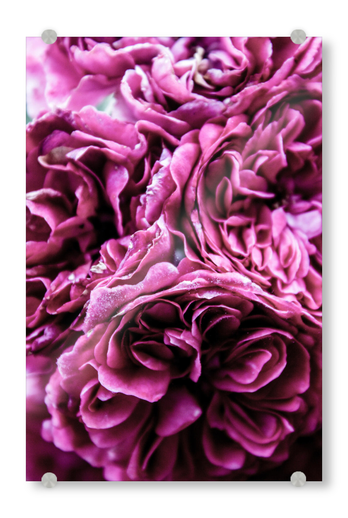 Acrylglasbild "Deep Pink Floral Flowers" artboxONE - Natur,Floral,Liebe