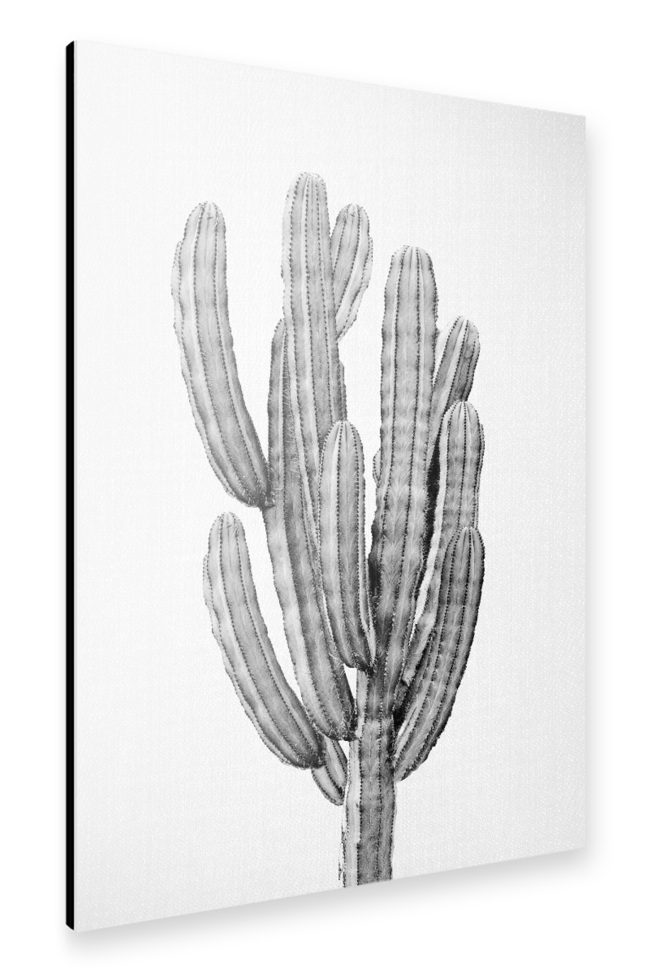 Alu-Dibond "The Cactus Portrait - B&W" 75x50 cm artboxONE