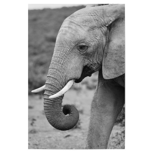 Poster "Addo Elefanten Portrait" artboxONE - Natur,Tiere,Schwarzweiß,Reise / Afrika - Addo,Elefant,Portrait,Afrika,Animals