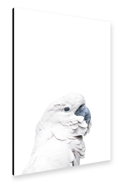 Alu-Dibond "White Parrot" 30x20 cm artboxONE