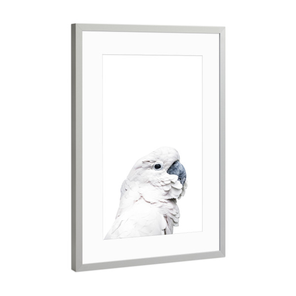 Poster mit Rahmen Silber "White Parrot" artboxONE - Für Kinder,Tiere