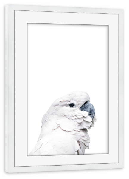 Poster mit Rahmen weiß "White Parrot" artboxONE - Für Kinder,Tiere