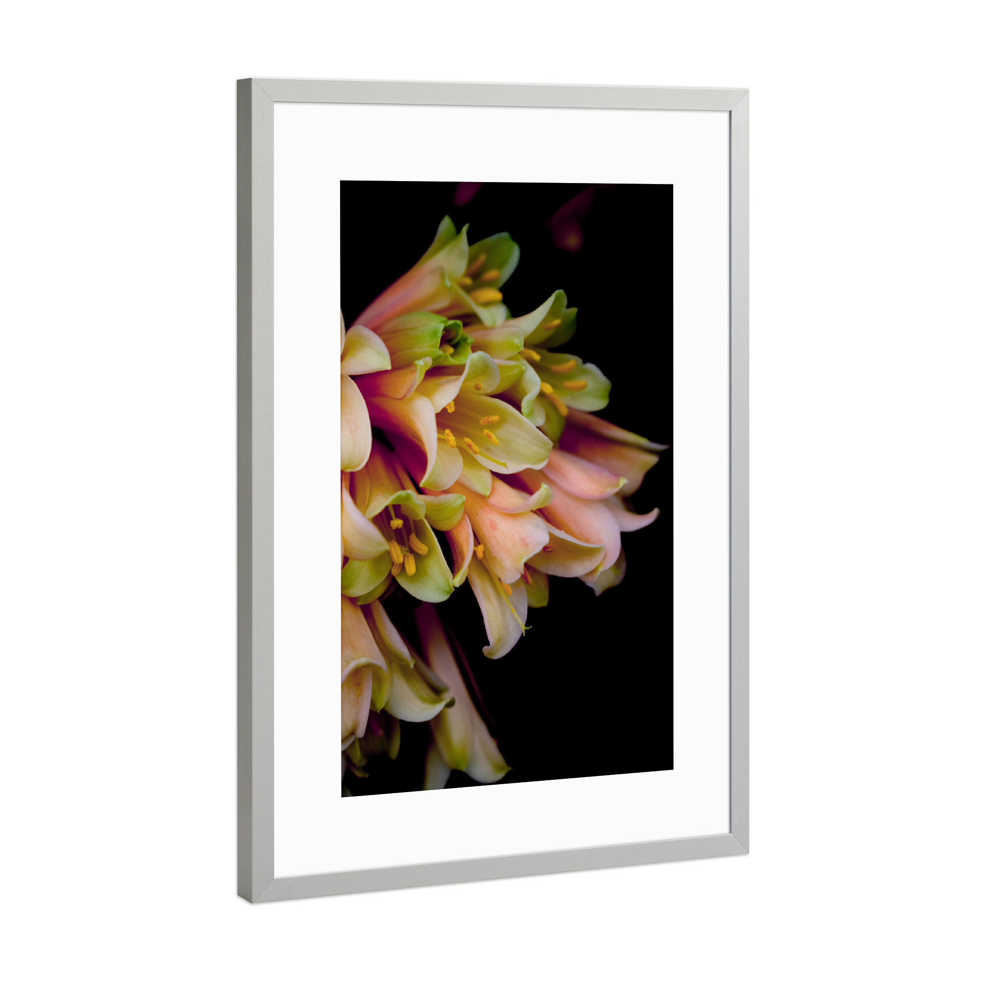Poster mit Rahmen Silber "Rosa Blume" artboxONE - Natur,Floral - Blume,Pflanze,Botanischergarten,Botanical,Rosa,Floral,Natur