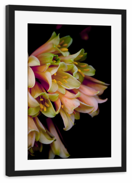Poster mit Rahmen schwarz "Rosa Blume" artboxONE - Natur,Floral - Blume,Pflanze,Botanischergarten,Botanical,Rosa,Floral,Natur