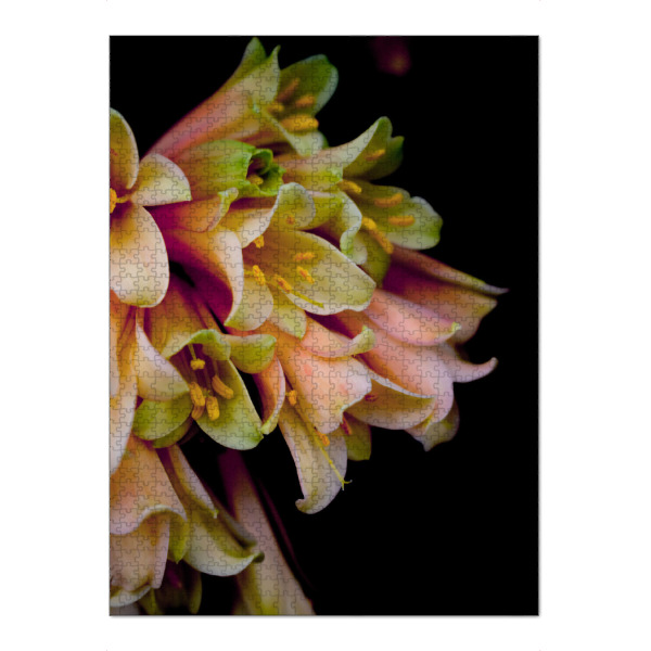 Puzzle Ravensburger "Rosa Blume" artboxONE - Natur,Floral - Blume,Pflanze,Botanischergarten,Botanical,Rosa,Floral,Natur - Bild blume