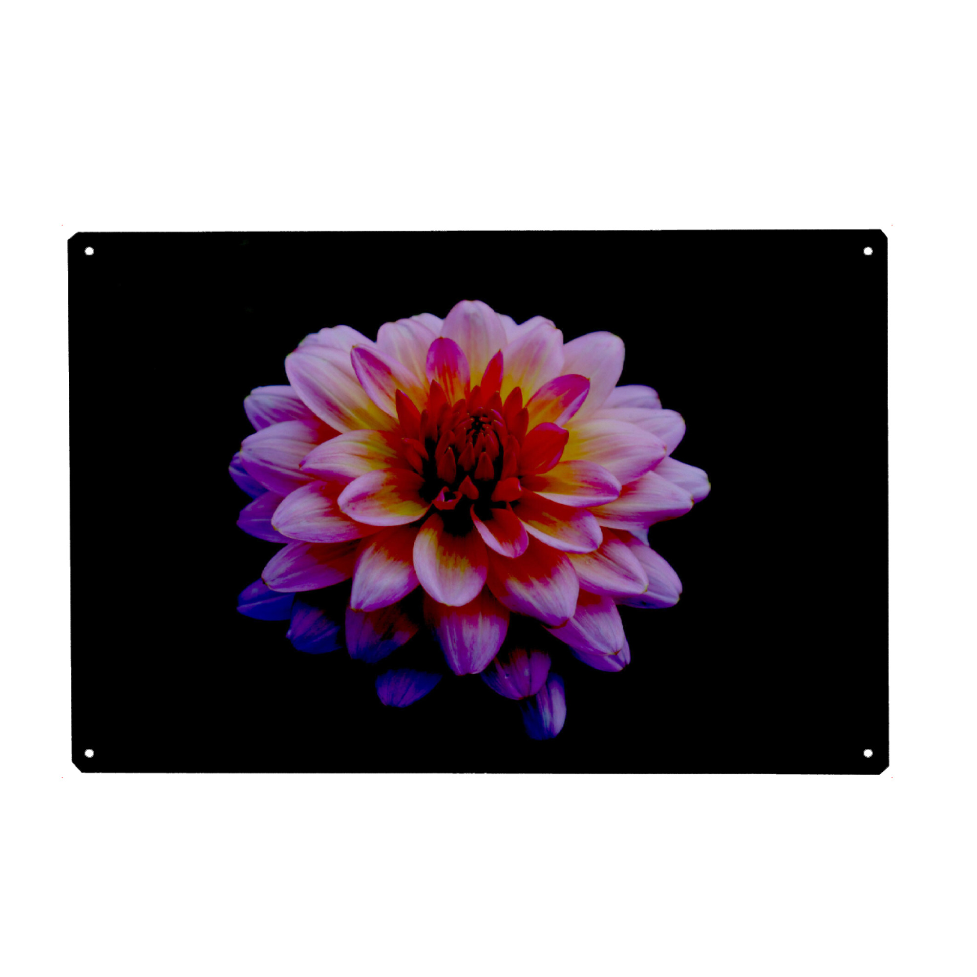 Holzbild "Dahlie Blume" artboxONE - Natur,Floral - Dahlie,Pflanze,Botanischergarten,Blume,Botanical,Natur