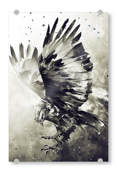 Acrylglasbild "Eagle (matart)" artboxONE - Tiere,Schwarzweiß - Eagle,Bird,Birds,Animal,Animals,Wild
