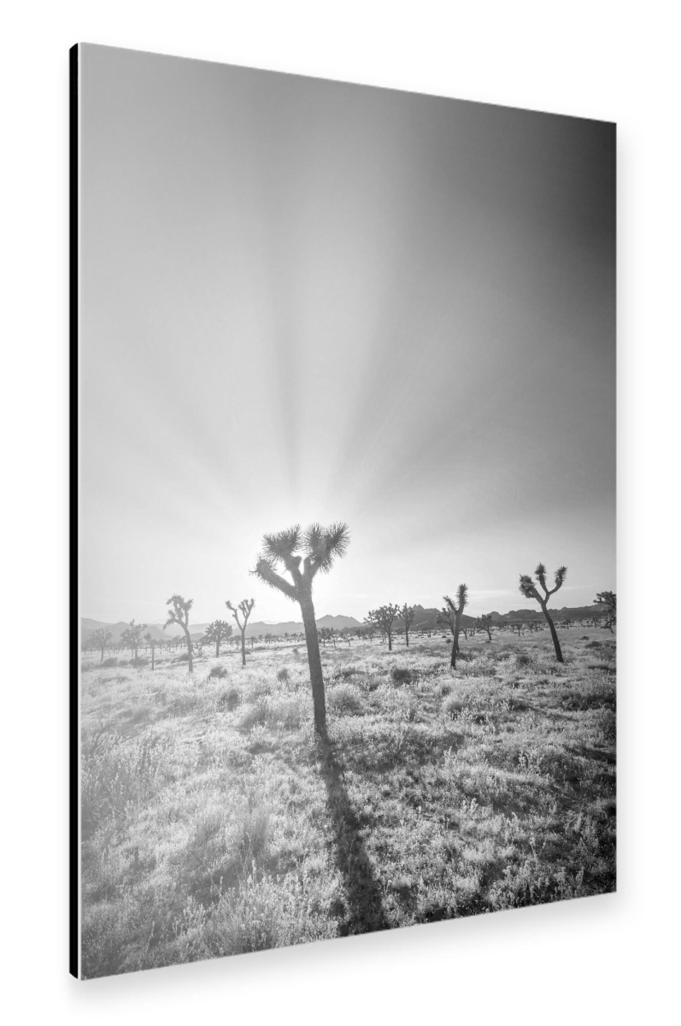 Alu-Dibond "Joshua Tree und untergehende Sonne" 75x50 cm artboxONE