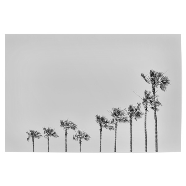 Poster 30x20 cm "California Vibes" artboxONE - Natur,Schwarzweiß - Kalifornien,Palme,Palmen,Sommer,Urlaub,Strand,Monochrom,Usa,Landschaft,Minimalismus