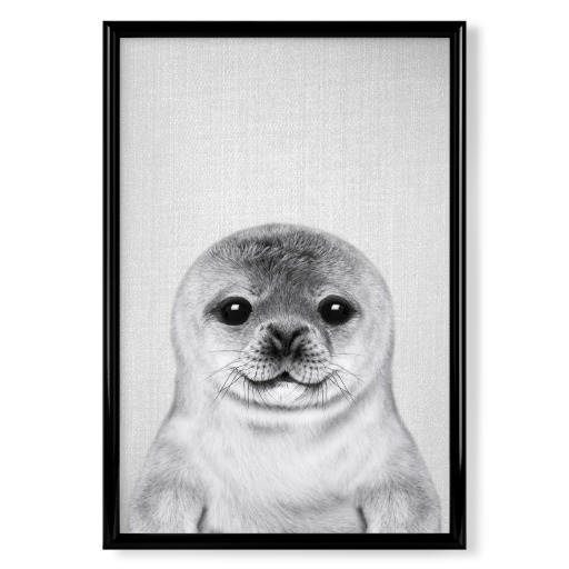 Baby Seal - Black & White