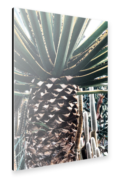 Alu-Dibond "Kaktuspalme" 30x20 cm artboxONE