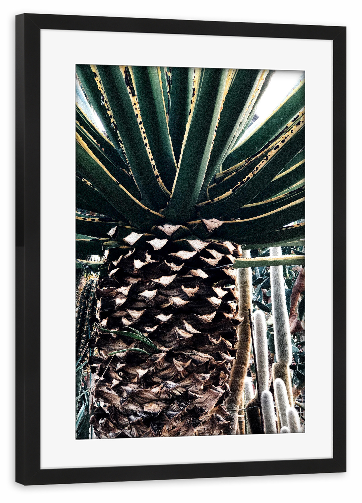 Poster mit Rahmen schwarz "Kaktuspalme" artboxONE - Natur - Botanisch,Botanik,Retro,Tropenpflanzen,Tropisch,Kaktus,Kakteen