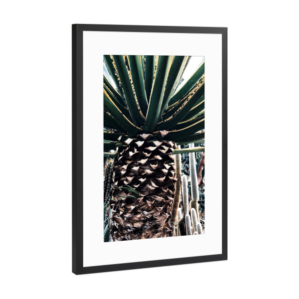 Poster mit Rahmen Schwarz (Metallic) "Kaktuspalme" artboxONE - Natur - Botanisch,Botanik,Retro,Tropenpflanzen,Tropisch,Kaktus,Kakteen