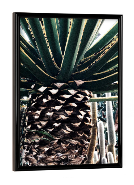 Poster mit schwarzem Rahmen "Kaktuspalme" artboxONE - Natur - Botanisch,Botanik,Retro,Tropenpflanzen,Tropisch,Kaktus,Kakteen