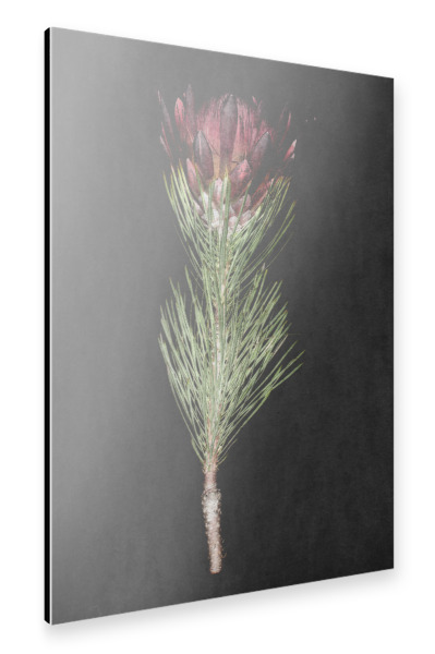 Alu-Dibond "Wild Protea" 30x20 cm artboxONE
