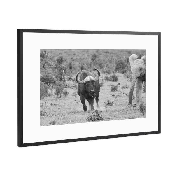 Poster mit Rahmen Schwarz (Metallic) "Elefant jagt Wasserbüffel" artboxONE - Natur,Tiere,Schwarzweiß,Reise / Afrika