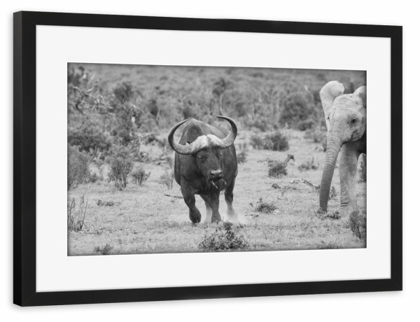 Poster mit Rahmen schwarz "Elefant jagt Wasserbüffel" artboxONE - Natur,Tiere,Schwarzweiß,Reise / Afrika