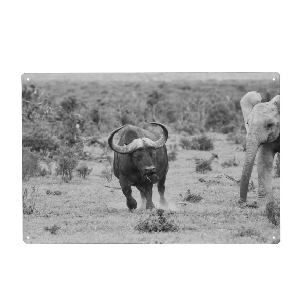 Metall Poster "Elefant jagt Wasserbüffel" artboxONE - Natur,Tiere,Schwarzweiß,Reise / Afrika - Elefant,Büffel,Afrika,Wasserbüffel,Natur,Tiere