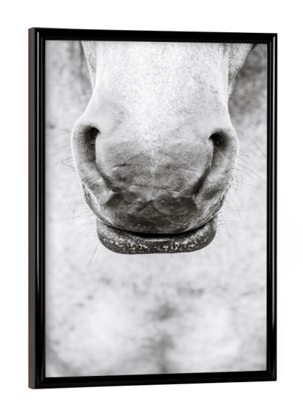 Poster mit schwarzem Rahmen "Black and White Horses Nose" artboxONE - Natur,Tiere