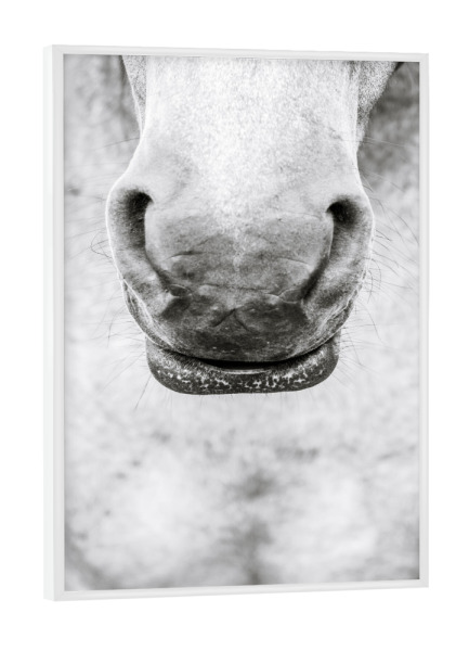 Poster mit weißem Rahmen "Black and White Horses Nose" artboxONE - Natur,Tiere