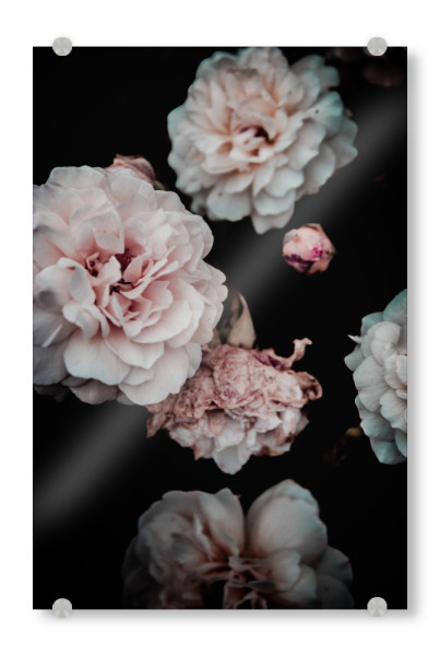 Acrylglasbild "Pink Floral Flowers" artboxONE - Natur,Floral,Liebe