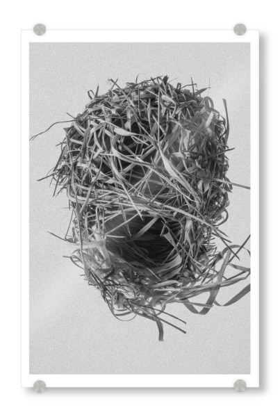 Acrylglasbild "Weavers Nest" artboxONE - Natur,Tiere,Schwarzweiß - Nest,Birds nest,Nature,Black & white,Bird