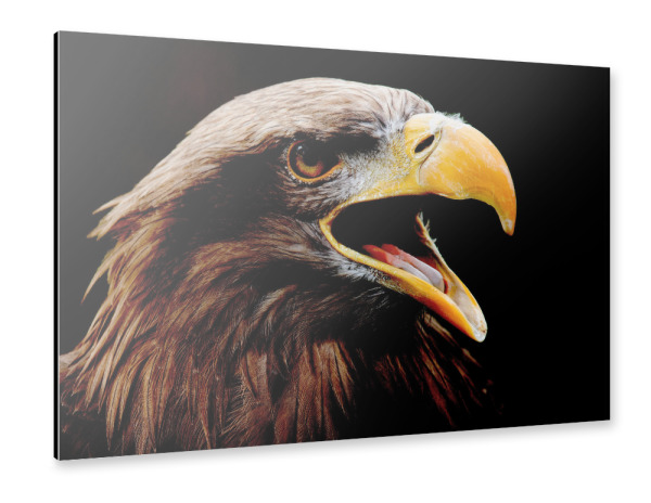 Alu-Dibond "Adler" 30x20 cm artboxONE