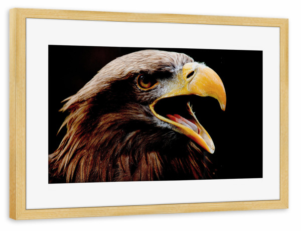 Poster mit Rahmen kiefer "Adler" artboxONE - Natur,Tiere - Adler,Eagle,Greifvogel,Vogel,Schwarz,Fotografie,Tier