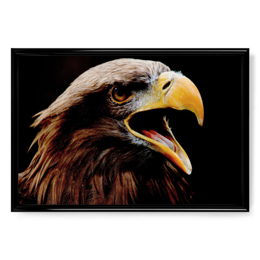 Adler