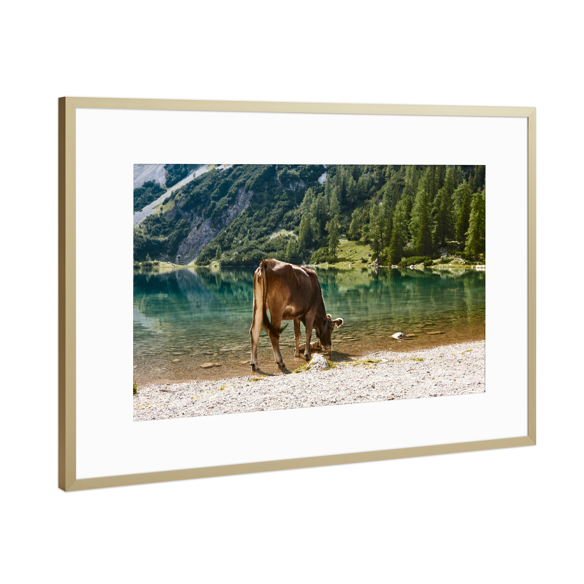 Poster mit Rahmen Gold "Kuh am See" artboxONE - Natur,Tiere - See,Berg,Kuh,österreich,Natur,Tier,Landschaft