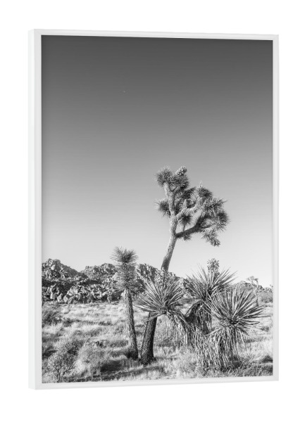 Poster mit weißem Rahmen "Joshua Tree Monochrom" artboxONE - Natur,Schwarzweiß