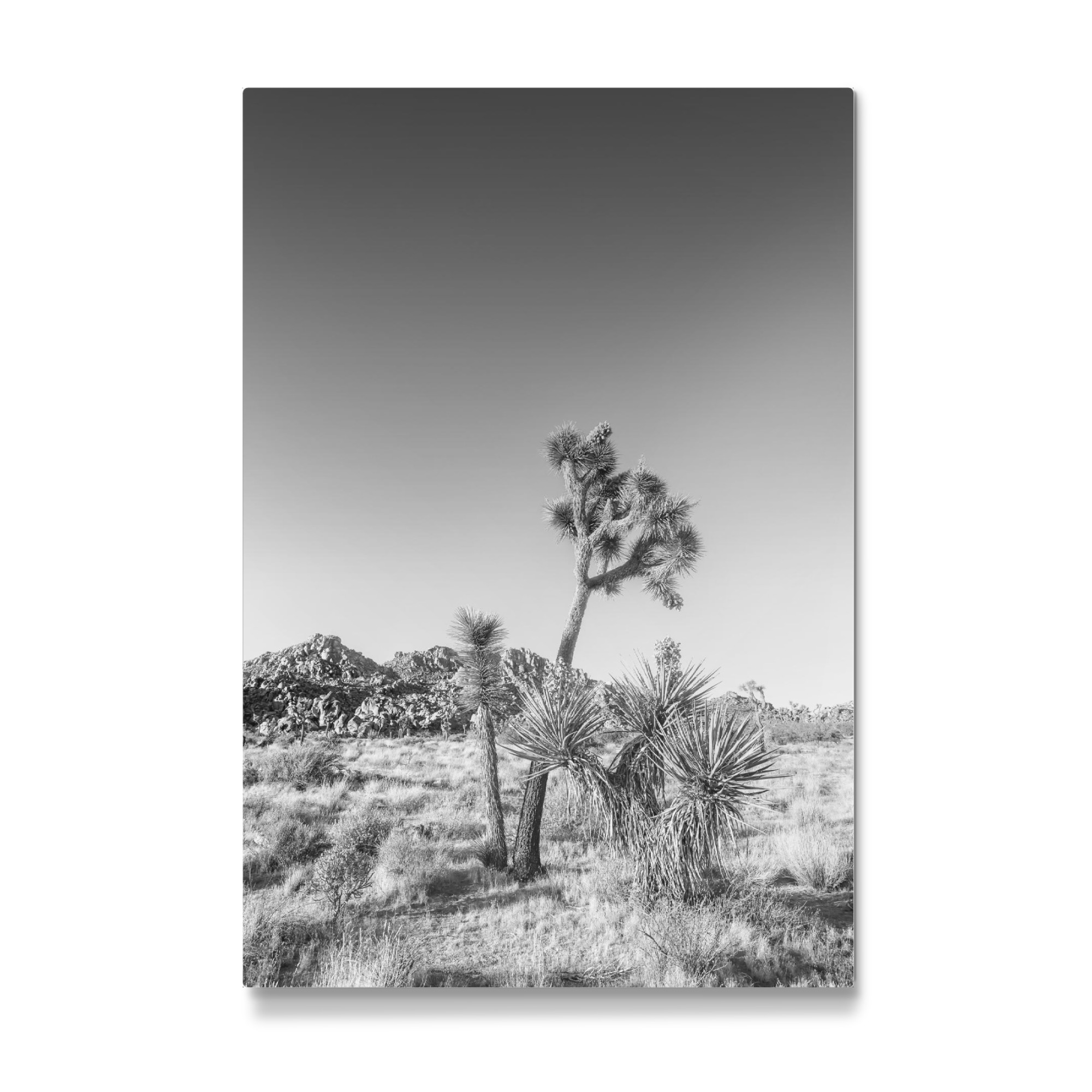 Galerie-Print "Joshua Tree Monochrom" 75x50 cm artboxONE