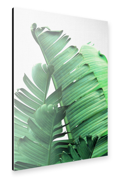 Alu-Dibond "Banana Leaves Close Up" 30x20 cm artboxONE