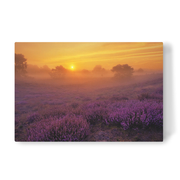 Leinwandbild "Westruper Heide" artboxONE - Natur,Reise - Sonnenaufgang,Heimat,Heide,Lila,Lavendel,Nebel,Sonnenuntergang,Morgenstimmung,Landschaft