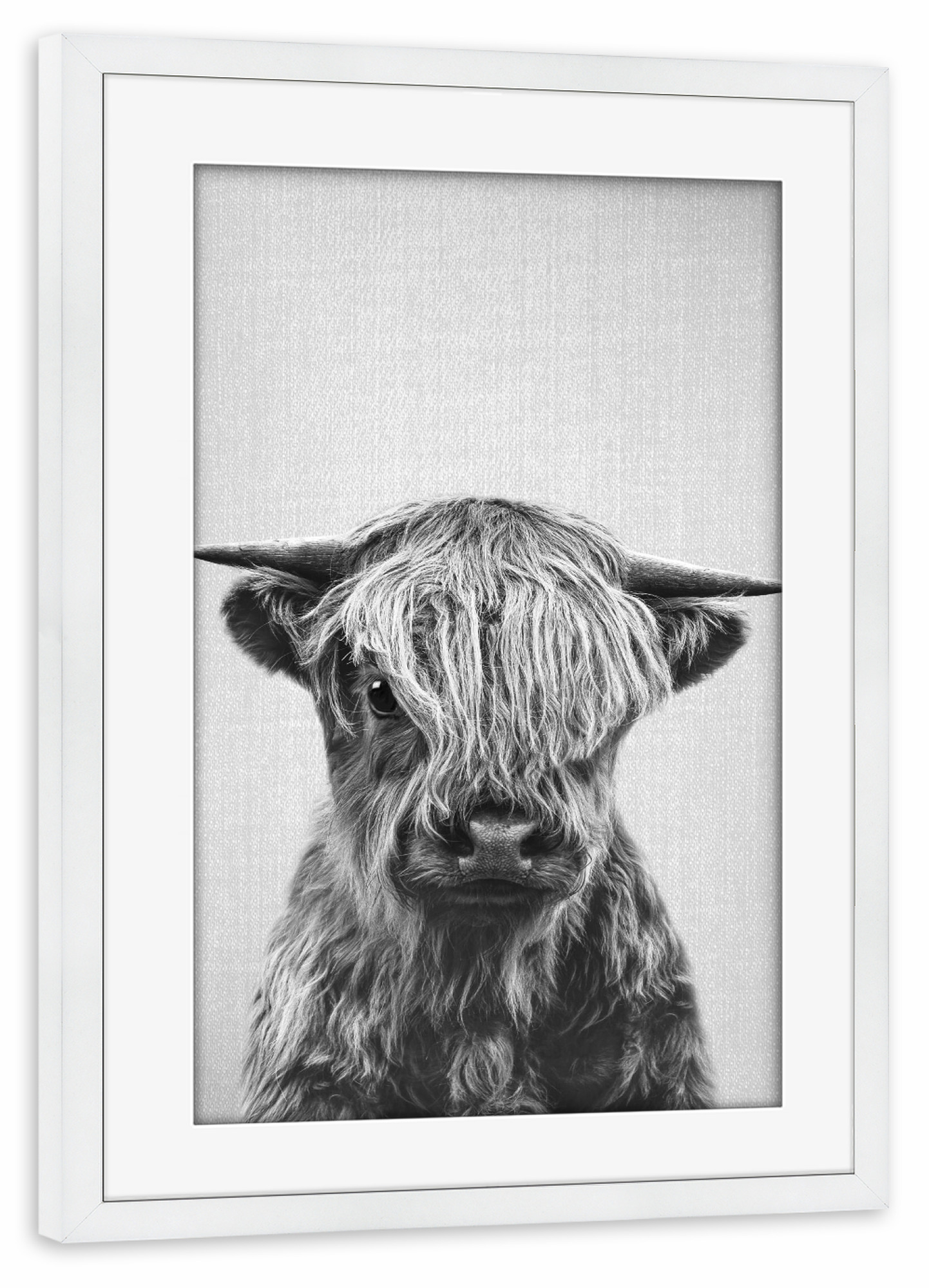 Poster mit Rahmen weiß "Highland Calf - Black & White" artboxONE - Natur,Für Kinder,Tiere,Schwarzweiß,Lustig