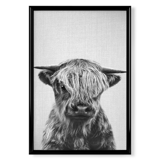 Highland Calf - Black & White