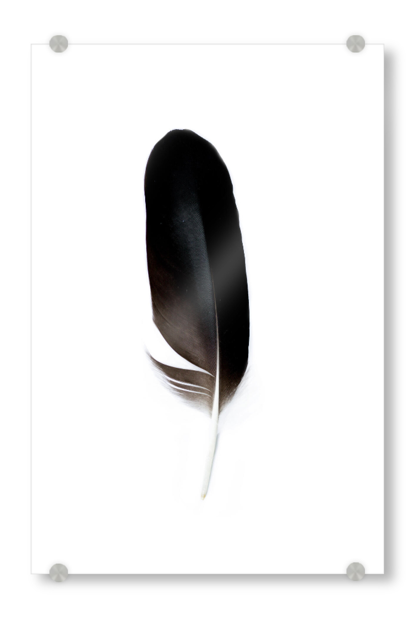 Acrylglasbild "Bird Feathers Spirit ll" artboxONE - Natur,Tiere