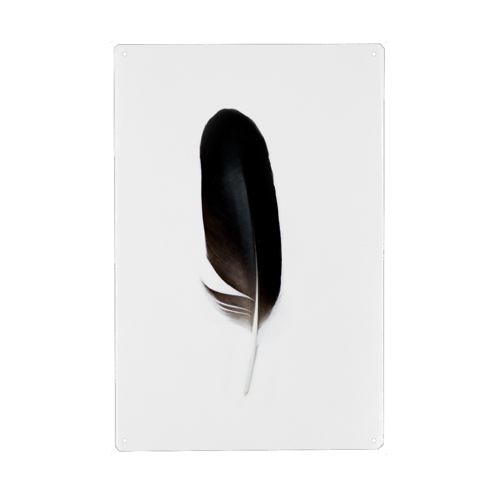 Holzbild "Bird Feathers Spirit ll" artboxONE - Natur,Tiere