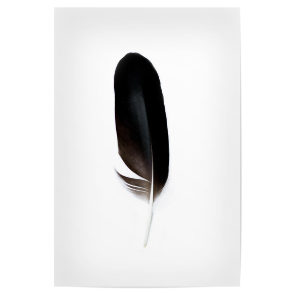 Poster 30x20 cm "Bird Feathers Spirit ll" artboxONE - Natur,Tiere