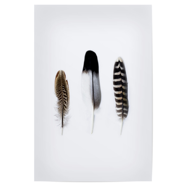 Poster 30x20 cm "Three Bird feather Spirits" artboxONE - Natur,Tiere