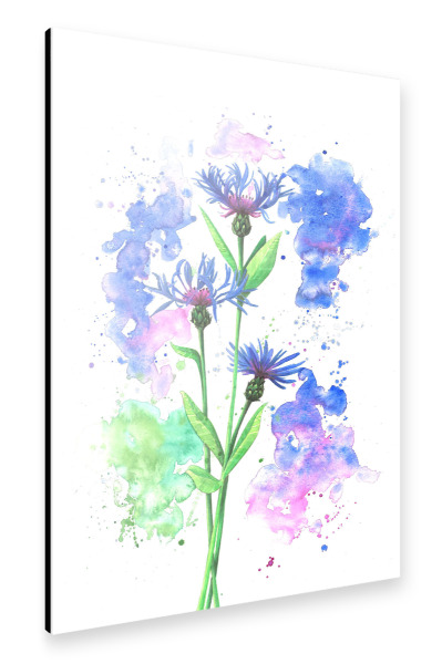 Alu-Dibond "Flockenblumen Explosion" 30x20 cm artboxONE