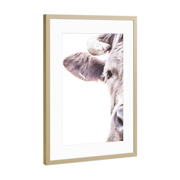 Poster mit Rahmen Gold "Brown Highland Cow" artboxONE - Tiere