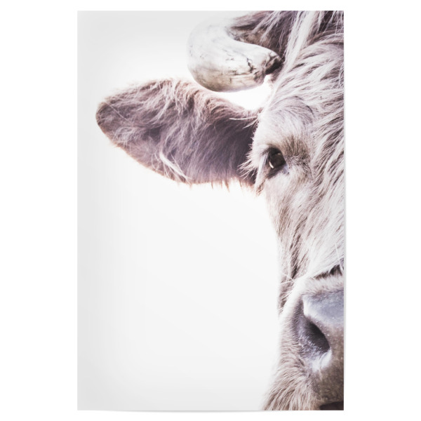 Poster "Brown Highland Cow" artboxONE - Tiere