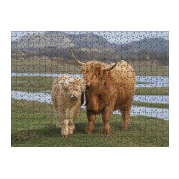 Puzzle Ravensburger "Highland Rinder" artboxONE - Tiere - Natur,Rind,Rinder,Schottisch,Highland,Berge - Bild natur