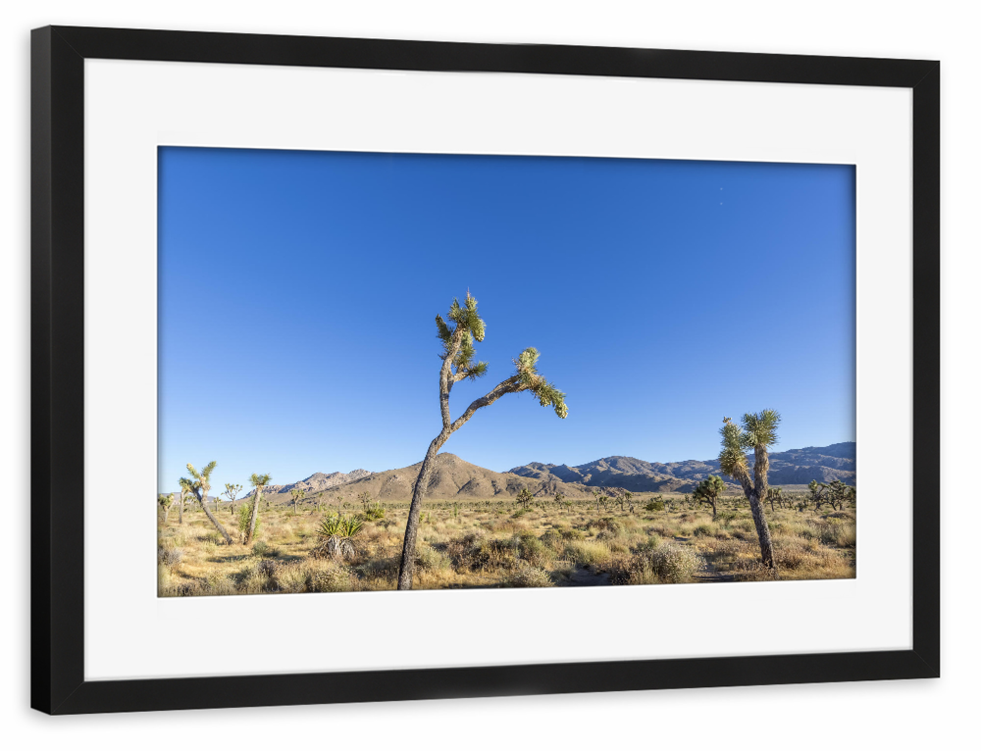Poster mit Rahmen schwarz "Joshua Trees" artboxONE - Natur