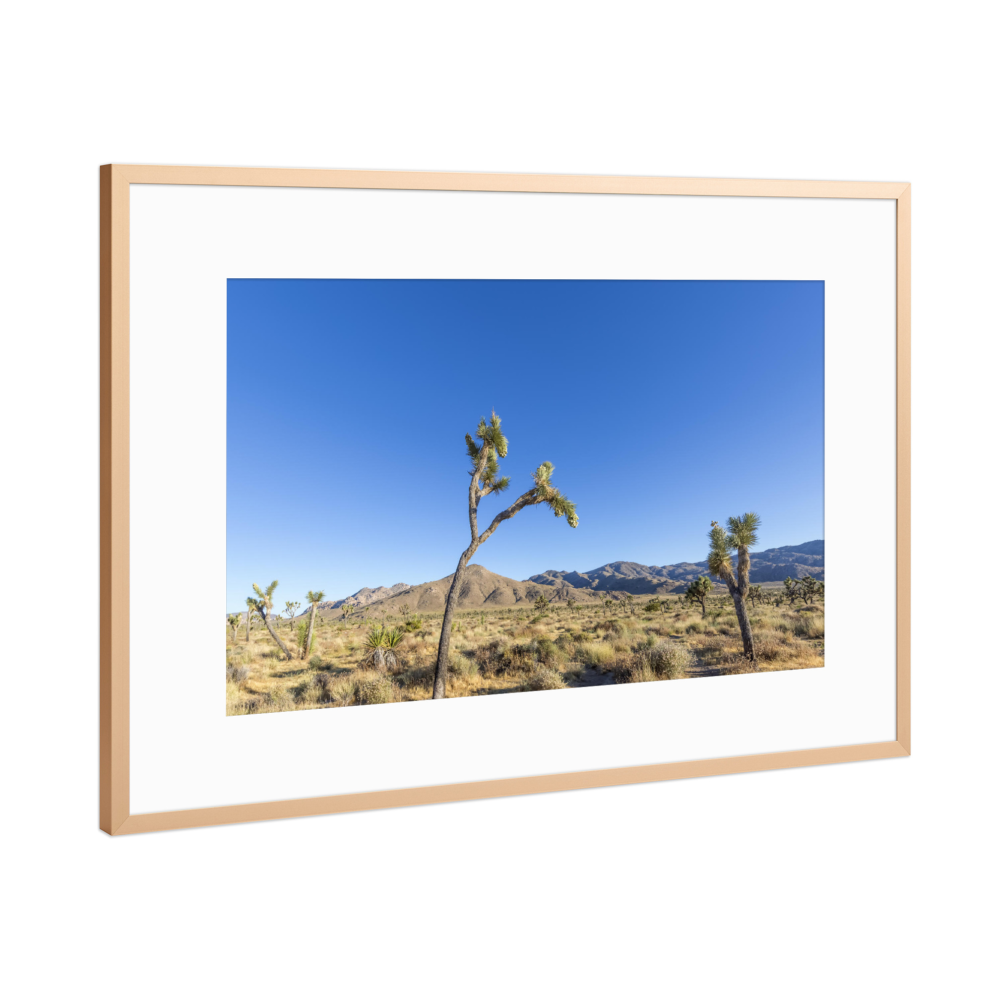 Poster mit Rahmen Kupfer "Joshua Trees" artboxONE - Natur